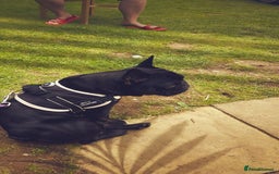 French Bulldog dogs for stud: Amazing black boy for stud - Image 7