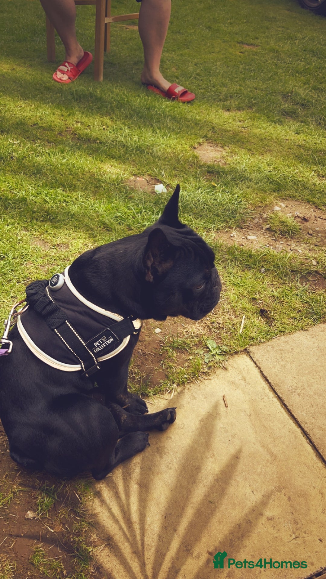 French Bulldog dogs for stud: Amazing black boy for stud - Image 7