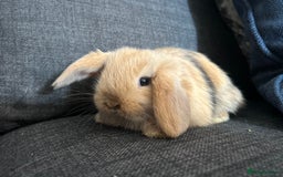 Mini Lop rabbits for sale: Beautiful baby  mini lops bunny’s  in Taunton - Image 10