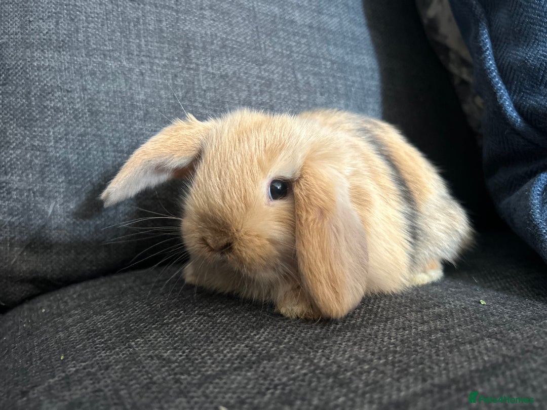 Mini Lop rabbits for sale: Beautiful baby  mini lops bunny’s  in Taunton - Image 10
