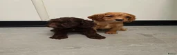 Cockapoo dogs for sale: Cockapoo puppys  - Advert 7