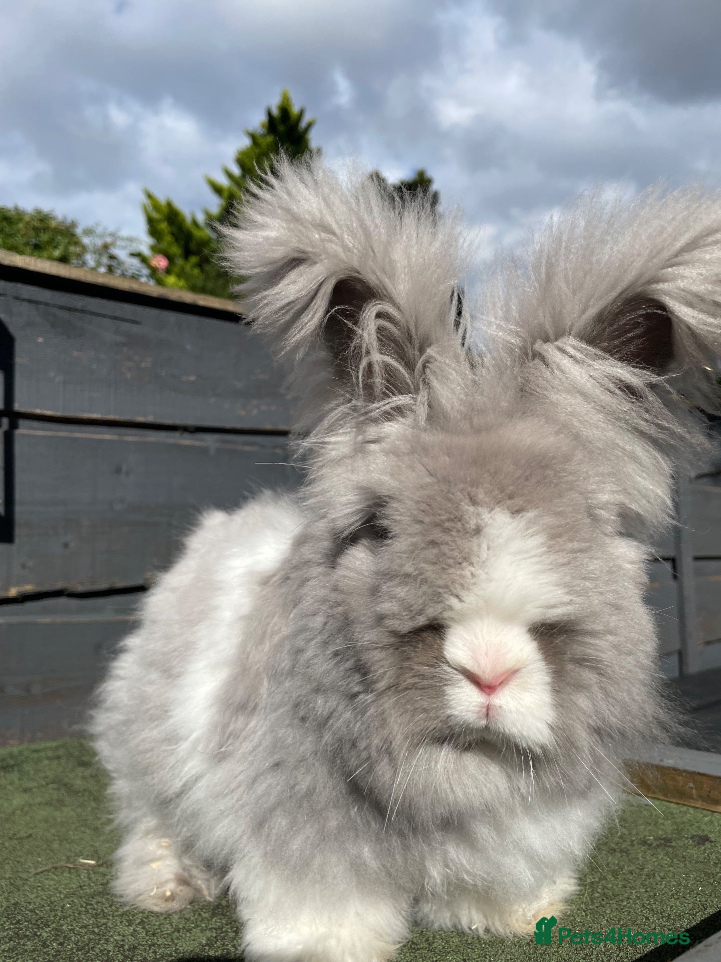 Angora rabbits Beautiful Full Faced English Angoras - Advert 8