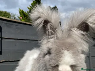 Angora rabbits Beautiful Full Faced English Angoras - Advert 4