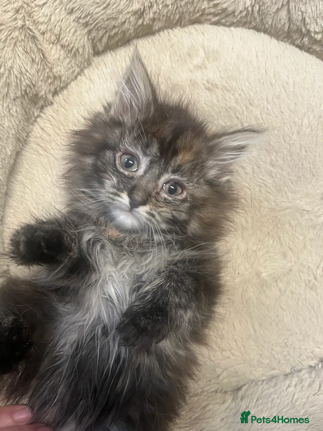 Maine Coon cats for sale: 🐾 Stunning Main Coon Female Kitten Available 🐾 - Advert 1