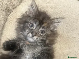 Maine Coon cats 🐾 Stunning Main Coon Female Kitten Available 🐾 - Advert 1