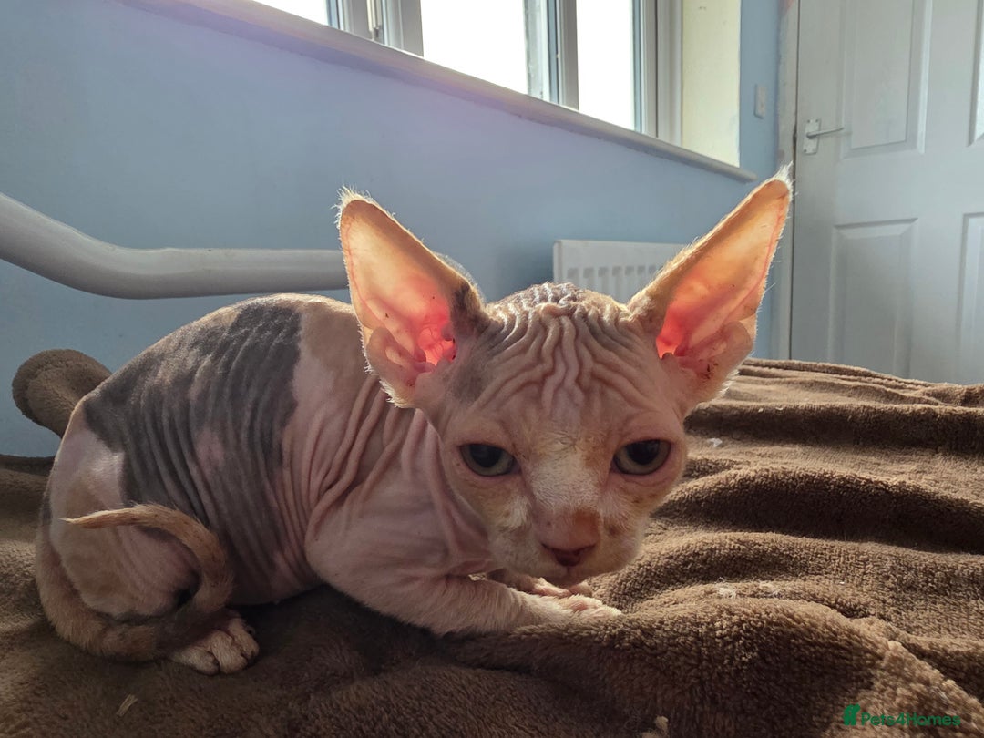 Sphynx cats for sale: 🩷 Sphynx Kitten – Female - Image 3