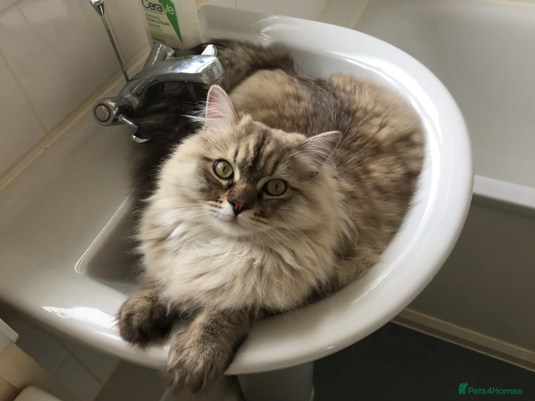 RagaMuffin cats for sale: Rare GCCF RagaMuffin kitten in Exeter - Advert 11