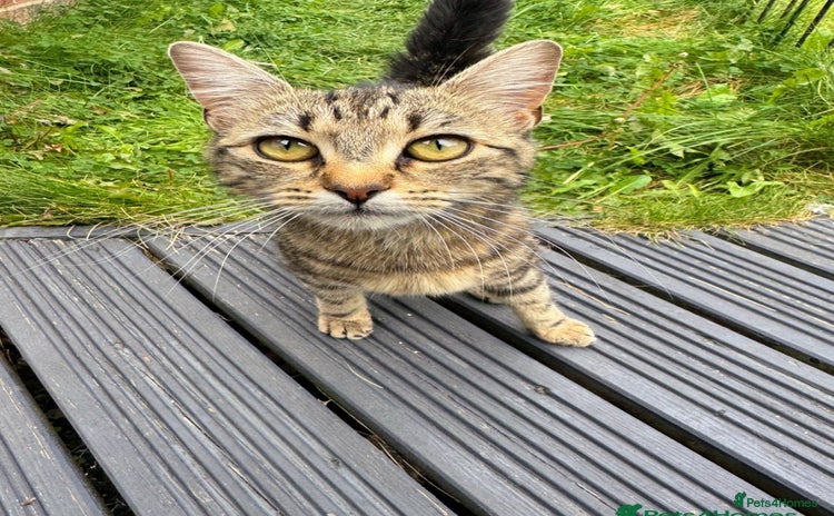 Bengal cats - Advert 1