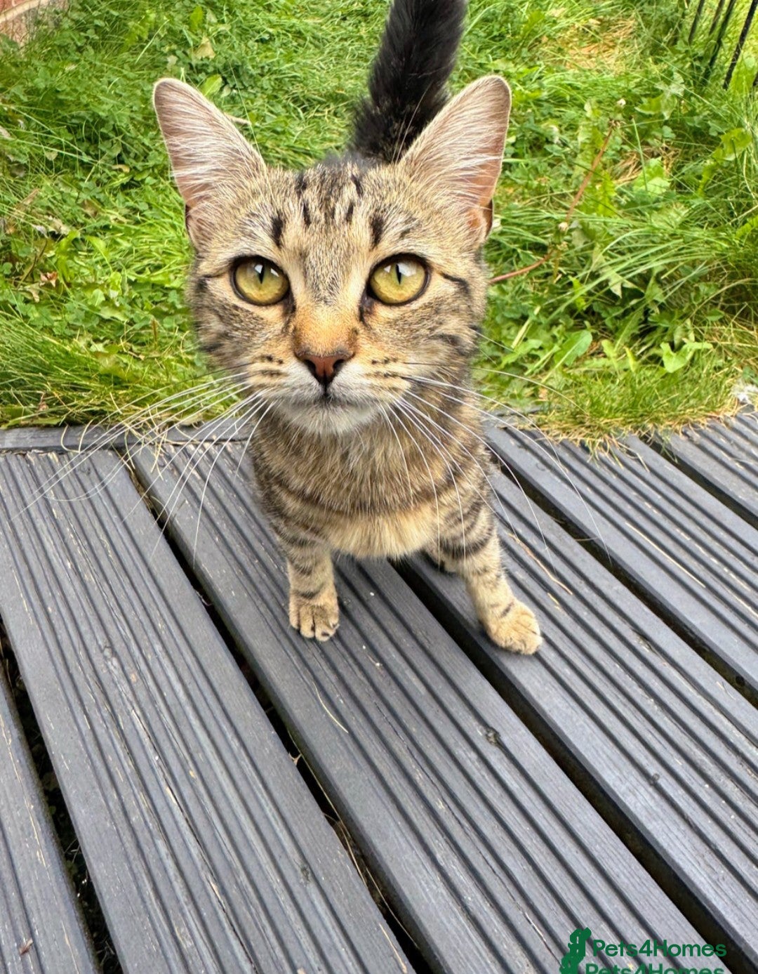 Bengal cats for sale: ✨️Stunning Bengal Looking for a forever home✨️🏠😻 - Image 1