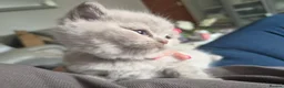 British Shorthair cats for sale: HEALTH TESTED BRITISH SHORTHAIR LILAC MALE KITTEN  - Advert 8