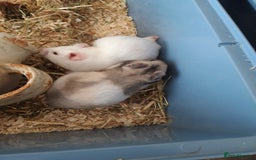 Hamster rodents for sale: Baby syrian hamsters long and short hair £12 each in Manchester - Image 1
