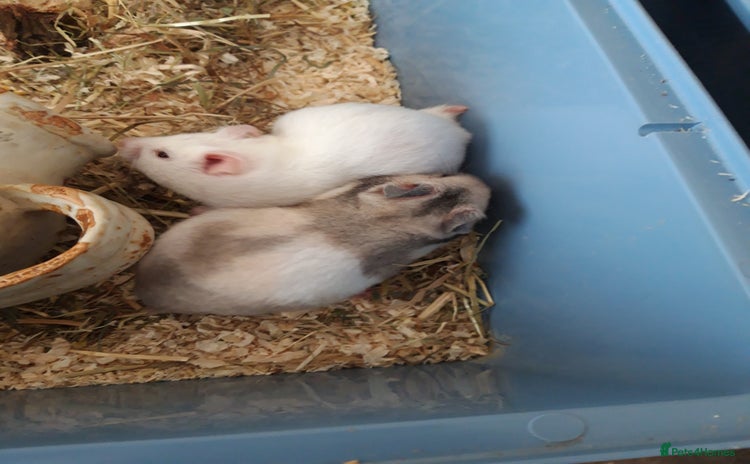 Hamster rodents in Manchester - Advert 4