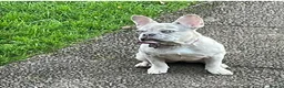 French Bulldog dogs for sale: Nahla - 10 month Lilac Fawn Merle Frenchie  - Advert 4