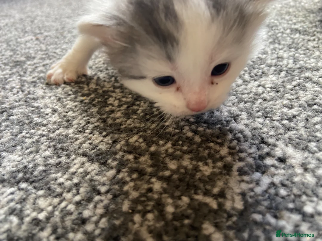 British Shorthair cats for sale: British Shorthair mixed in Stevenage - Advert 2