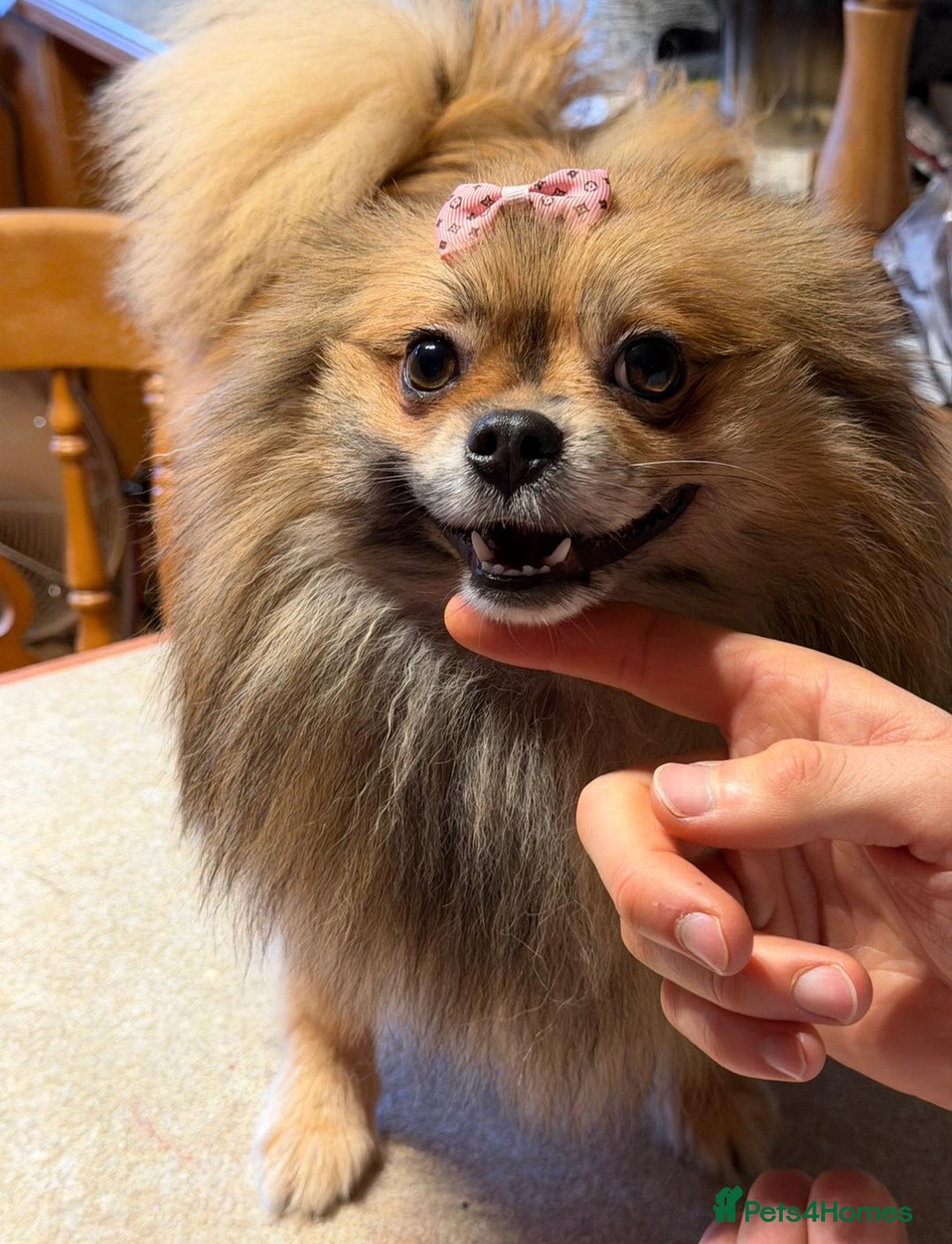 Pomeranian dogs for sale:  Adult merle Pomeranians reduced 🌈 - Advert 11