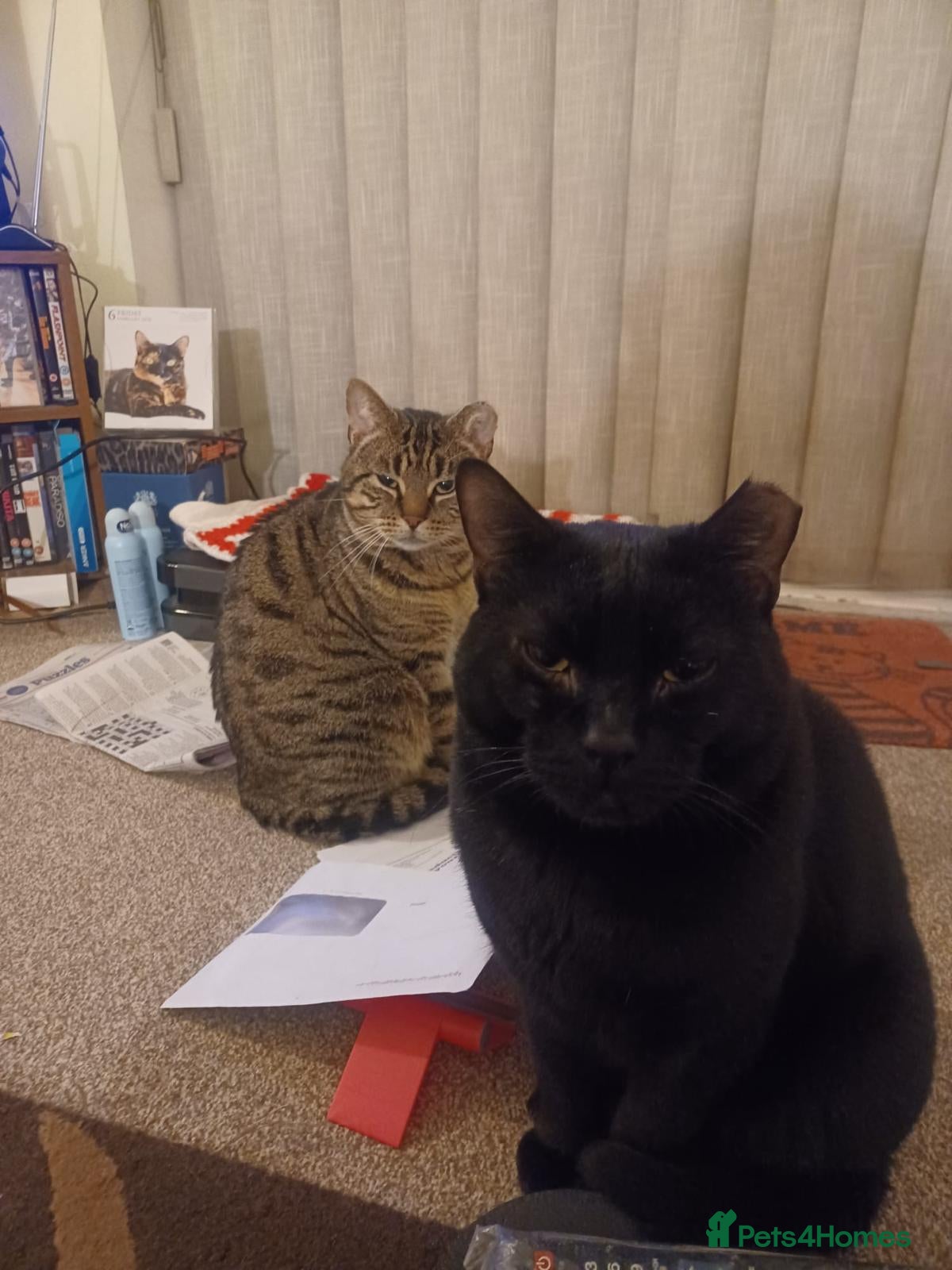 Mixed Breed cats Bonded pair Hector & Hercules - Advert 13