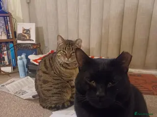 Mixed Breed cats Bonded pair Hector & Hercules - Advert 13