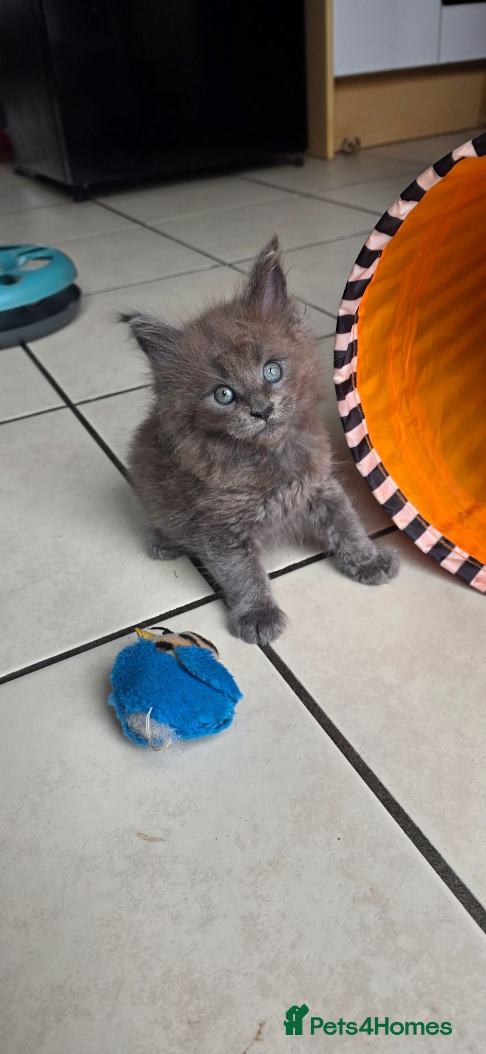 Maine Coon cats stunning maincoon creams & blues - Advert 1
