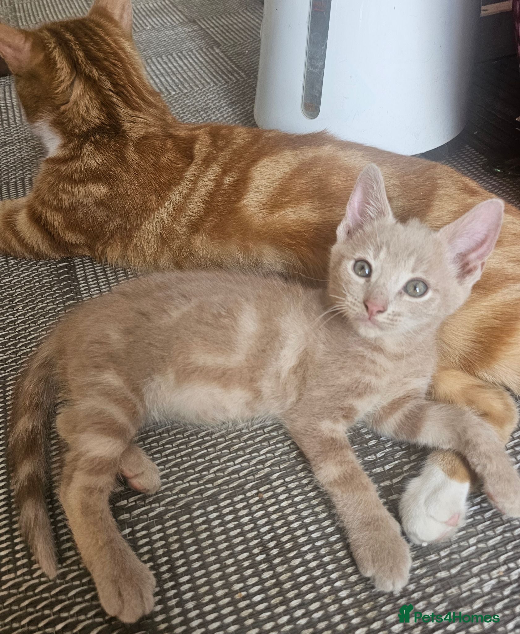 Mixed Breed cats Only one kitten with a indescribable coloring left - Advert 4