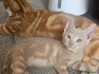 Mixed Breed cats Only one kitten with a indescribable coloring left - Advert 4