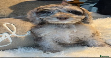 Cockapoo dogs Choc Merle F1 Cockapoo girl fully vaccinated  - Advert 9