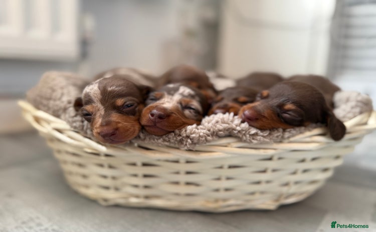 Miniature Dachshund dogs - Advert 8