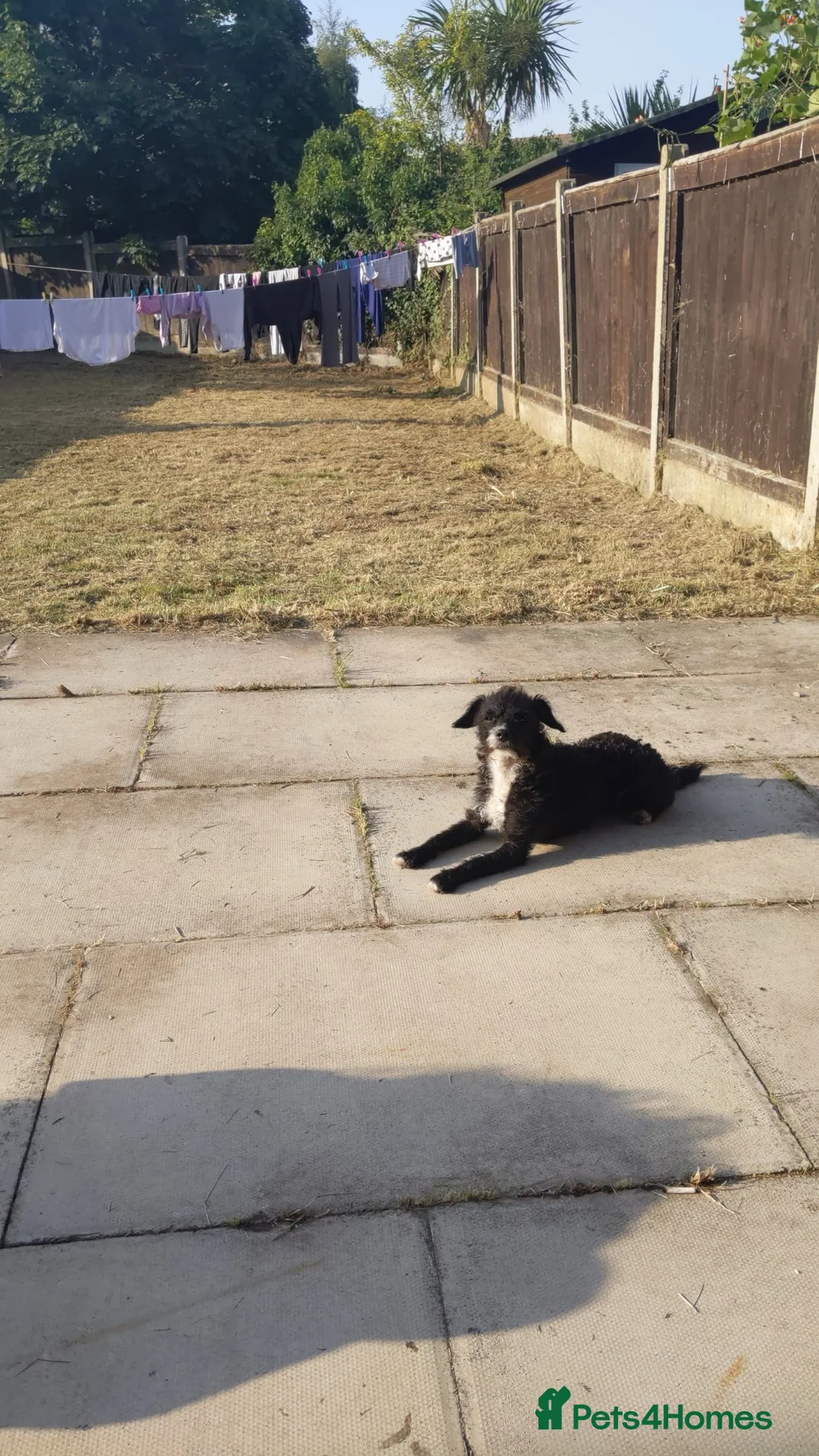 Jackapoo dogs for sale: Female jackapoo  - Advert 2