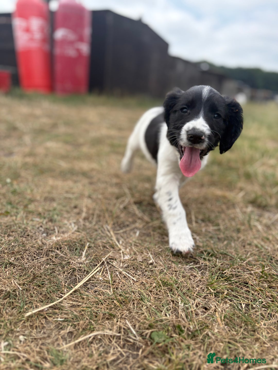 English Springer Spaniel dogs for sale: Working Springer Spaniels  - Image 3