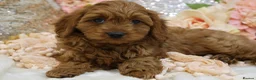 Cavapoo dogs for sale: *HEALTH TESTED* Cavapoo Puppies - Advert 21