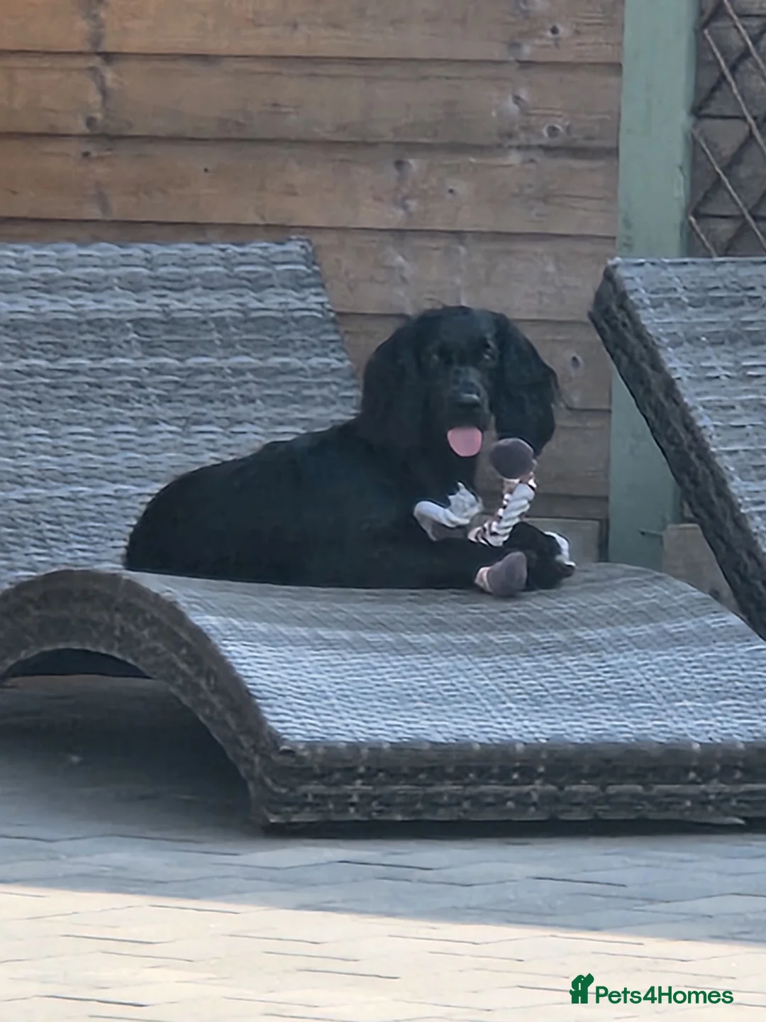 Cocker Spaniel dogs for sale: Hattie is looking for a new home - Advert 4