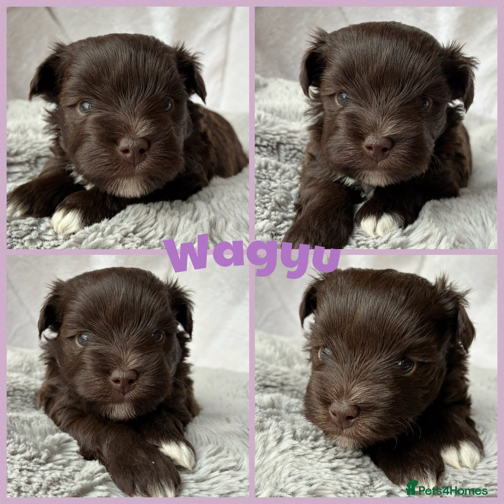 Miniature Schnauzer dogs 1 CHOC GIRL - KC TOY/MINI SCHNAUZER MAC/BVA CLEAR - Advert 9