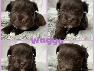 Miniature Schnauzer dogs 1 CHOC GIRL - KC TOY/MINI SCHNAUZER MAC/BVA CLEAR - Advert 5