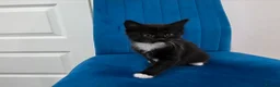 Mixed Breed cats for sale: Kittens for sale  in Reading - Advert 10