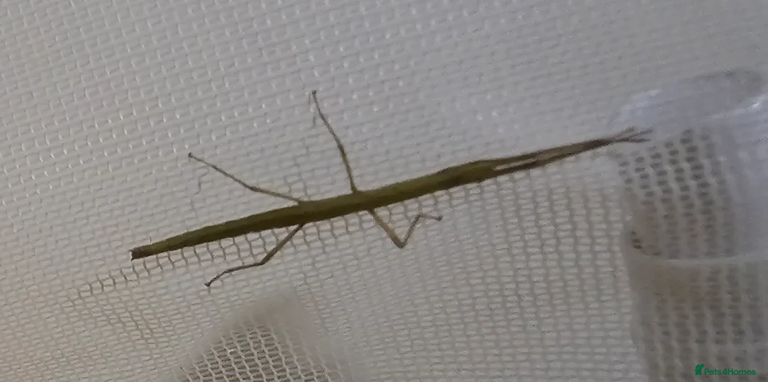 Stick Insects invertebrates for sale: Indian Stick Insects - Advert 2
