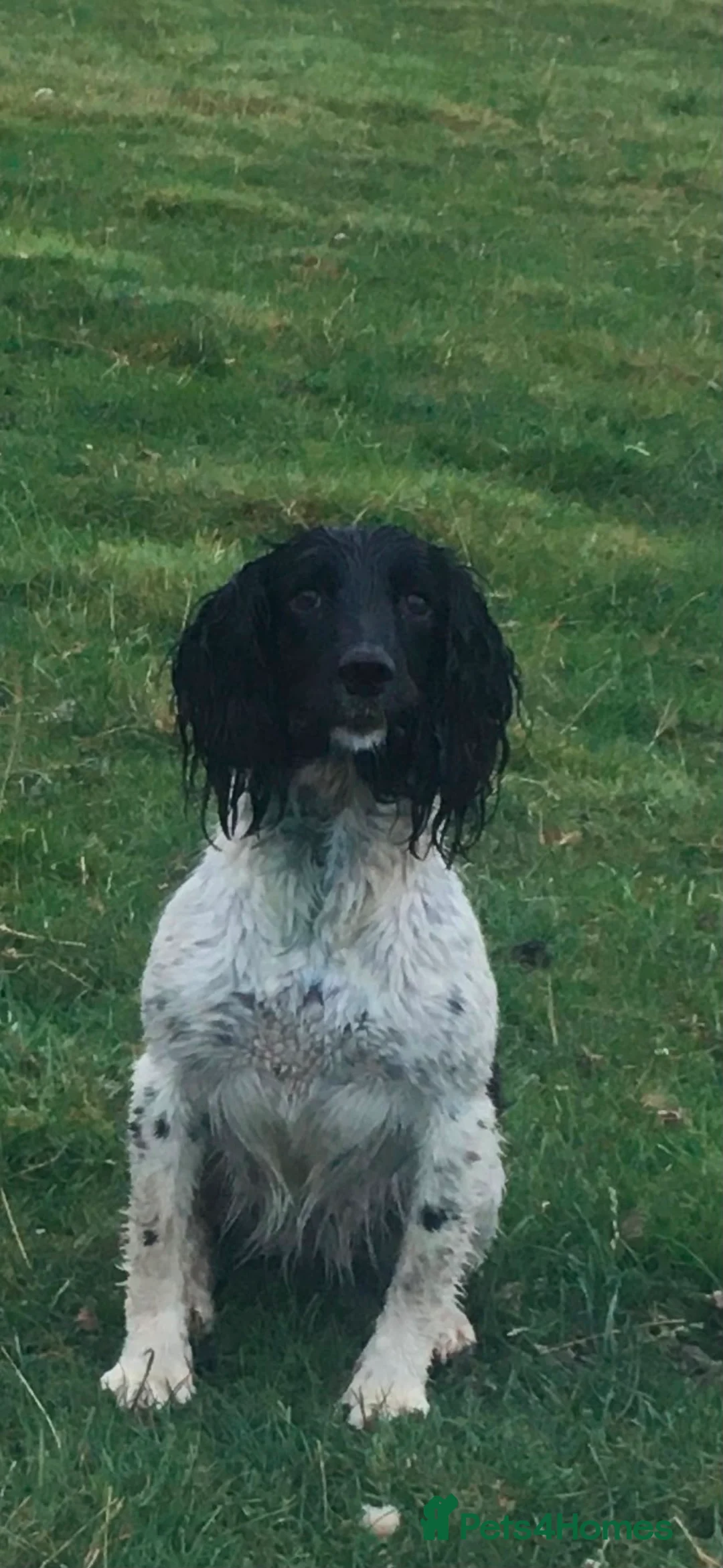 Mixed Breed dogs for sale: Bavarian mountain hound x English springer spaniel in Shrewsbury - Advert 1