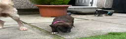 Mixed Breed dogs for sale: Blue American staffies - Advert 32