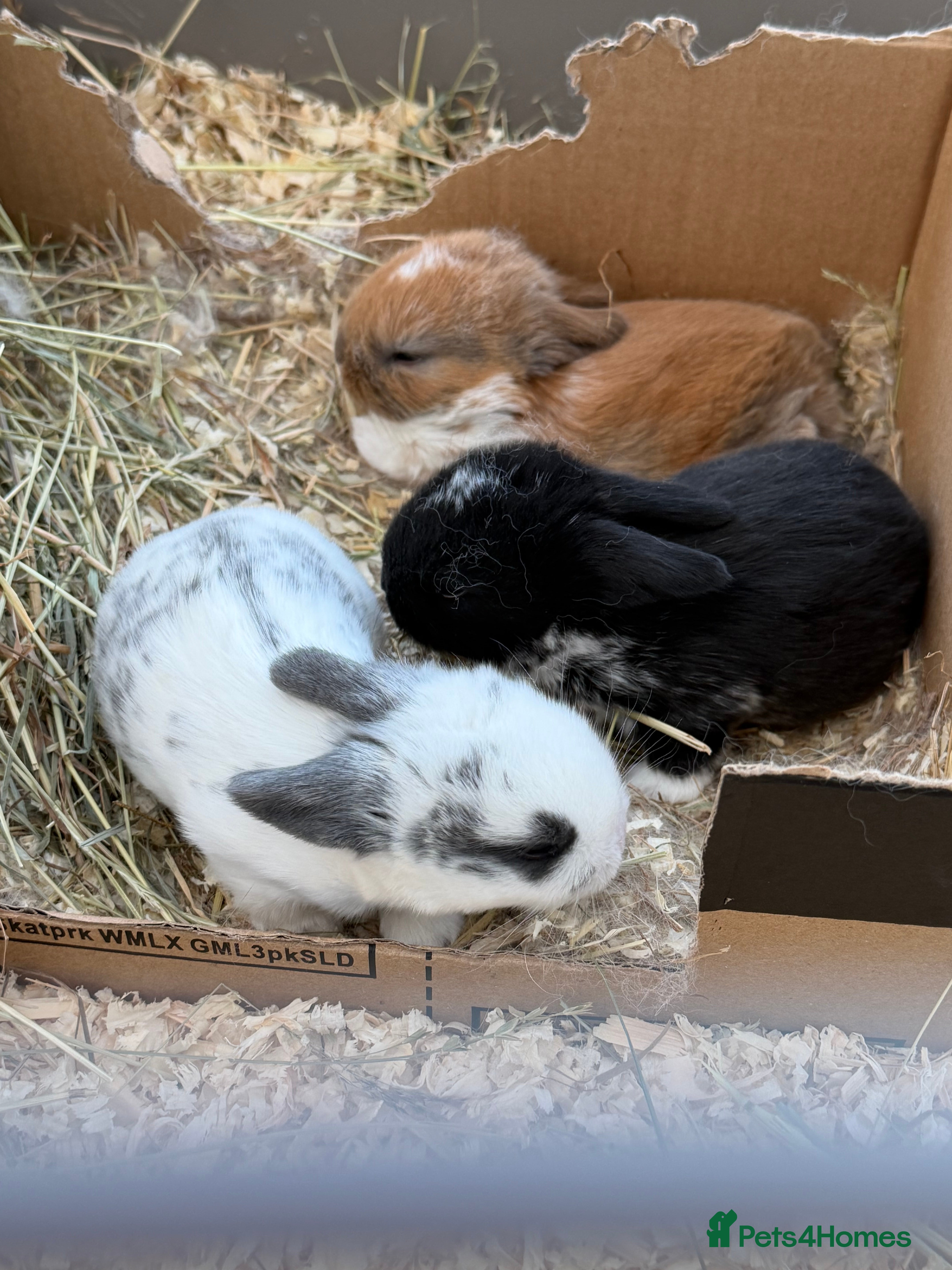 Mini Lop rabbits Mini Lop Bunnies For Sale - Advert 18