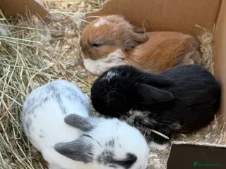 Mini Lop rabbits Mini Lop Bunnies For Sale - Advert 3