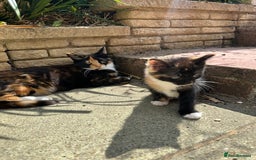 British Shorthair cats for sale: Female Ginger, Calico and Black and White - Image 13