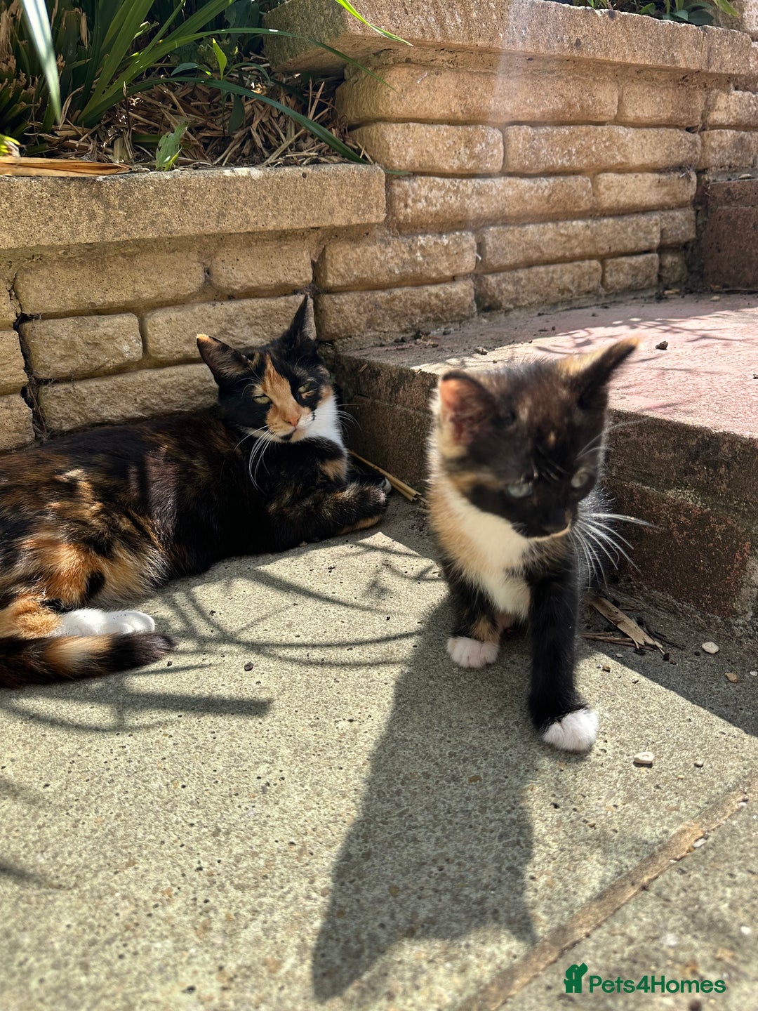 British Shorthair cats for sale: Female Ginger, Calico and Black and White - Image 13