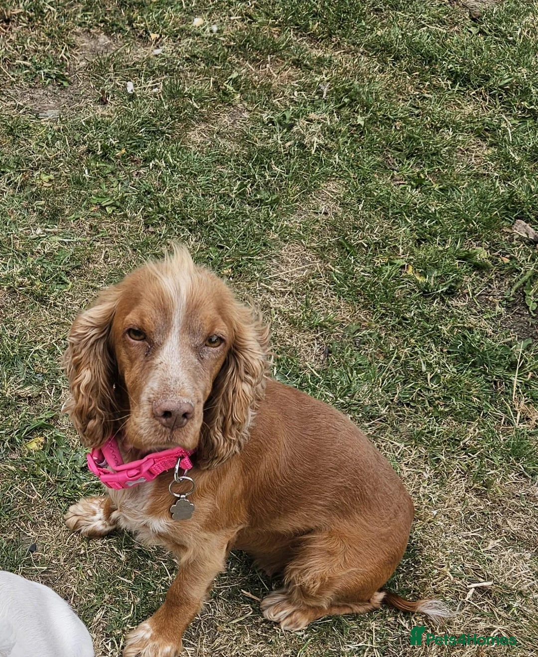 Cocker Spaniel dogs for sale: Cocker Spaniel Puppies - Advert 2