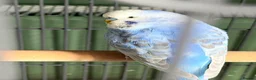 Lovebirds birds for sale: 3 Tame Budgies + Large Cage & Stand   in Newport - Advert 4