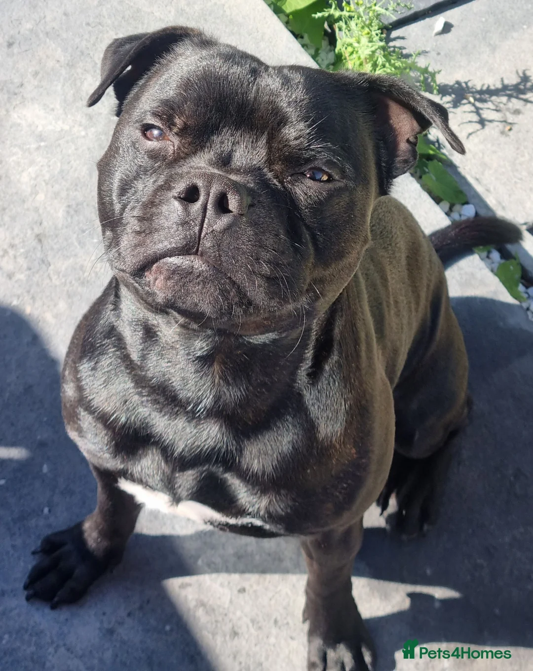 Staffordshire Bull Terrier dogs for sale: Male KC registered Staffordshire Bull Terrier - Advert 15