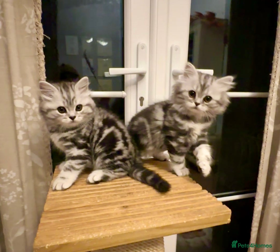 British Longhair cats for sale: Silver tabby British Longhair pedigree registered  - Image 6