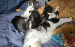 Maine Coon cats for sale: Beautiful Bonded Sisters - Image 1