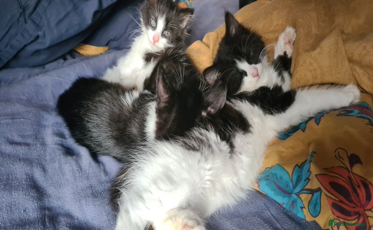 Maine Coon cats - Advert 3