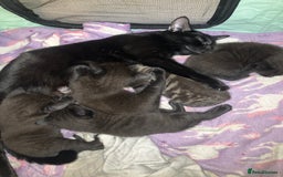 Mixed Breed cats for sale: Bombay Kittens  - Image 5