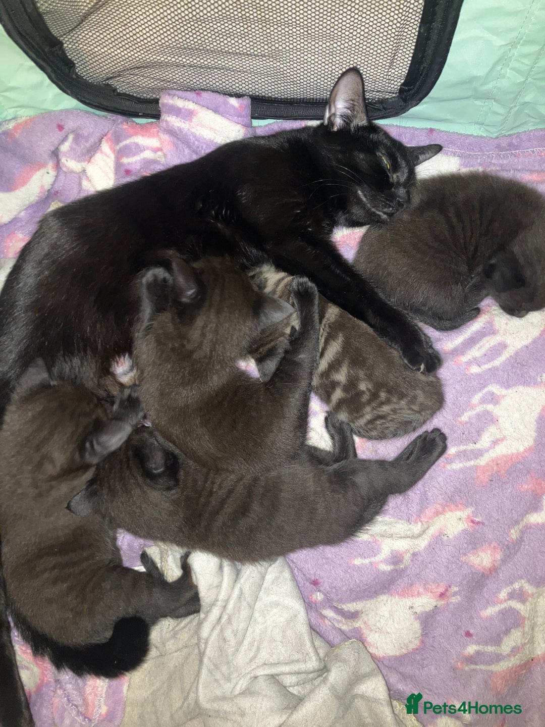 Mixed Breed cats for sale: Bombay Kittens  - Image 5