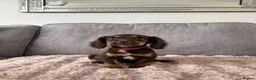 Cocker Spaniel dogs for sale: BEAUTIFUL CHOC AND TAN COCKER PUPS READY NOW!  - Advert 35