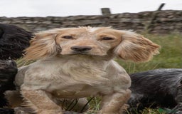 Cocker Spaniel dogs for stud: FTW Lemon Roan Cocker Dog - Image 2
